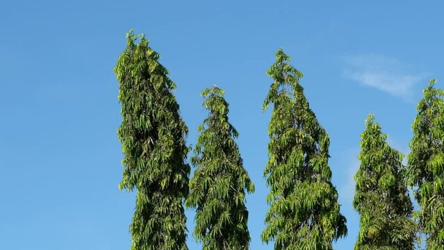 Mediterranean cypress swinging windy