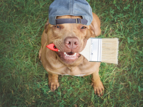 Cute brown dog and paint brush. Close-up, outdoor. Congratulations for family, relatives, loved ones, friends and colleagues. Pets care concept