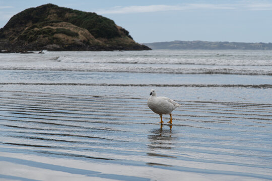 kelp goose chloephaga hybrida on punihuil beach near los islotes penguin colonies chiloe chile