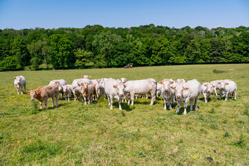 Fototapeta na wymiar Troupeau de vaches de race charolaises dans un champ à l'herbe jaunie pendant une période de sécheresse. Recherche d'ombre et de fraicheur près d'un bois