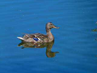 A female mallard or wild duck (Anas platyrhynchos) - a dabbling duck that breeds throughout the...