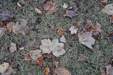 a frosty winter garden