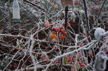 a frosty winter garden