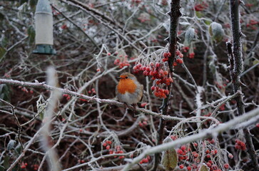 a frosty winter garden