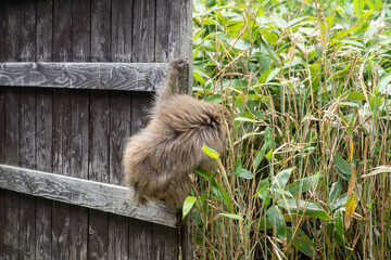 monkey