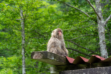 Naklejka na ściany i meble a long macaque