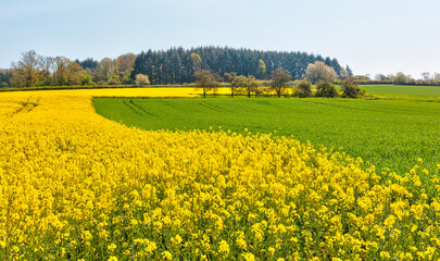 Yellow mustard field landscape industry of agriculture on the background colorful autumn forest - Powered by Adobe