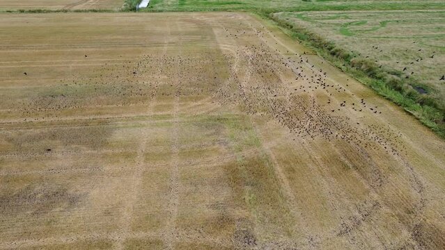 Aerial view of a large flock of birds and many birds starting from a harvested field in nature