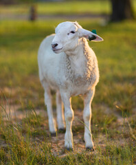 Obraz na płótnie Canvas White sheep lamb as the sun is about to set