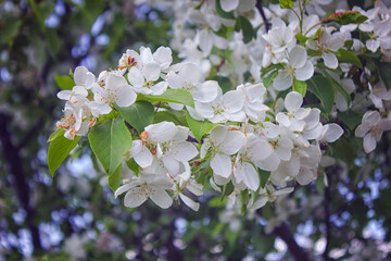 Apple blossom, Malus asiatica , flowers with nailed petals.