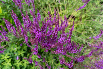 Obraz premium field of lavender