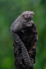 Common marmoset Callithrix jacchus on a tree branch