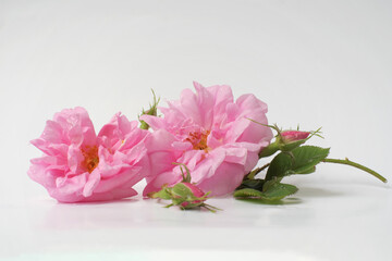 Rosa damascena. Damask rose. Oil-bearing rose. Bulgarian rose oil. Rose water. Drops.