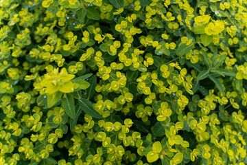 flowers in the garden