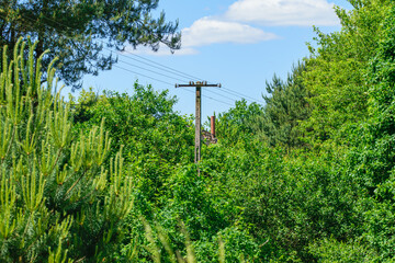 Słup telegraficzny energetyczny stojący pośród zieleni drzew gdzieś na odludziu 
