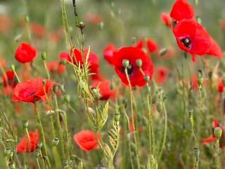 Naklejka premium Hawthorn flowers, red poppies beautiful nature