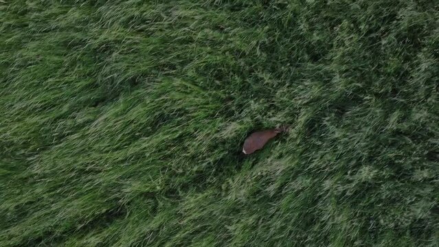 Luftaufnahme von Rehen im hohen Gras