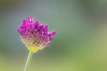 A garden leek (allium) with many buds and one first blossom in front of a blurred background