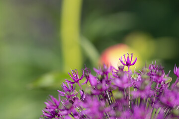 Close-up of blossoms of velvet allium lusitanicum with a blurred green background