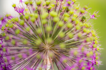 Close-up of the umbels of a garden leek (allium) with focus on the center and blurred buds in the...