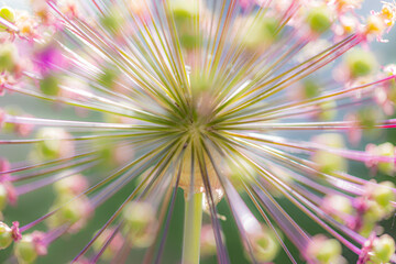 Close-up of the umbels of a garden leek (allium) with focus on the center and blurred buds in the foreground - obrazy, fototapety, plakaty