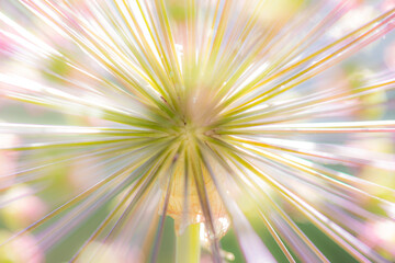 Close-up of the umbels of a garden leek (allium) with focus on the center - obrazy, fototapety, plakaty