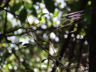 branch of a tree
