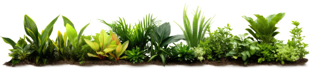 Obraz premium Foliage scenerie - Green plants isolated on white background as transparent PNG, generative AI