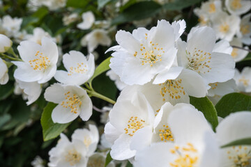 White jasmine flowers on a blurred background
