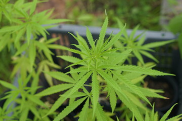 Cultivation of cannabis plants for medicinal extraction