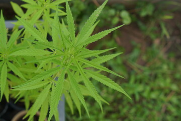 Naklejka na ściany i meble Cultivation of cannabis plants for medicinal extraction