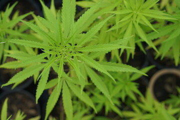 Cultivation of cannabis plants for medicinal extraction