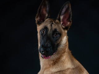 Malinois portrait