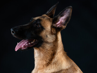 Malinois portrait