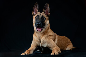 Malinois portrait