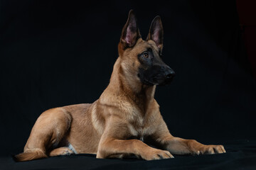 Malinois portrait