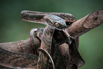 mangrove pit viper on a branch