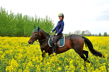 Purebred horse with rider on a rapeseed field