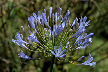 blue agapanthus flower from the island of Br&eacute;hat in Brittany