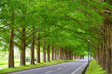Obraz premium マキノ高原のメタセコイヤ並木 Lined with metasequoia trees on the Makino Plateau