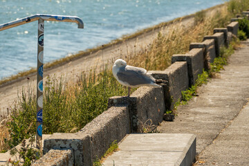 Möwe am Deich der Oosterschelde 