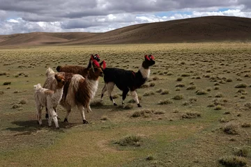 Deurstickers élevage de lamas dans les Andes / Lama breeding in The Andes Mountains  © enzo