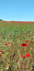 Obraz premium Feld mit rotem Mohn, Djursland, Dänemark