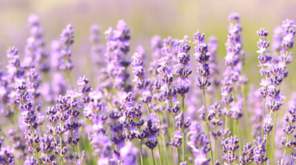 Close-up of lavender bushes, selective focus. Purple lavender flowers in sunlight. Lavender field