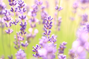 Lavender field. Purple lavender flowers with selective focus. Beautiful bright summer flowers. Aromatherapy. The concept of natural cosmetics and medicine