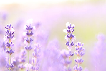 Fototapeta na wymiar Lavender field. Purple lavender flowers with selective focus. Beautiful bright summer flowers. Aromatherapy. The concept of natural cosmetics and medicine