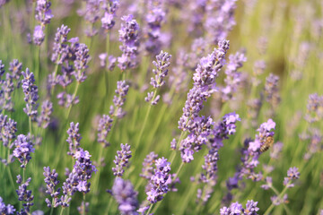 Obraz premium Lavender field, blooming lavender bush close-up. Purple lavender flowers with selective focus. Beautiful bright summer flowers. Aromatherapy. The concept of natural cosmetics and medicine