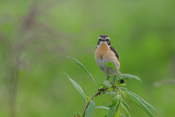 robin on a branch