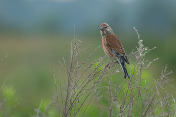 red backed shrike