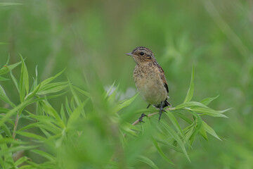 sparrow on the grass